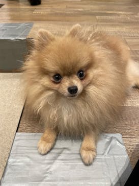 いぬカフェRio イオンモール福岡店に投稿された画像（2025/4/18）