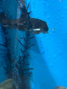 名古屋港水族館に投稿された画像（2025/4/18）