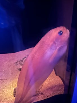 名古屋港水族館に投稿された画像（2025/4/18）