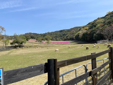 淡路ファームパーク イングランドの丘に投稿された画像（2025/4/18）