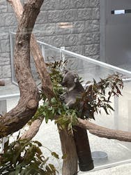 淡路ファームパーク イングランドの丘に投稿された画像（2025/4/18）