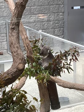 淡路ファームパーク イングランドの丘に投稿された画像（2025/4/18）