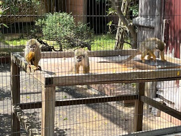 淡路ファームパーク イングランドの丘に投稿された画像（2025/4/18）