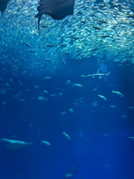 アクアワールド茨城県大洗水族館に投稿された画像（2025/4/18）