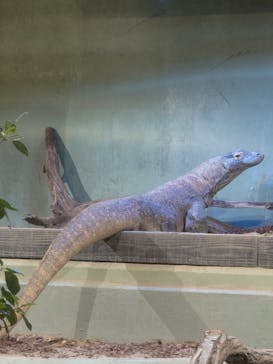 名古屋市東山動植物園に投稿された画像（2025/4/19）