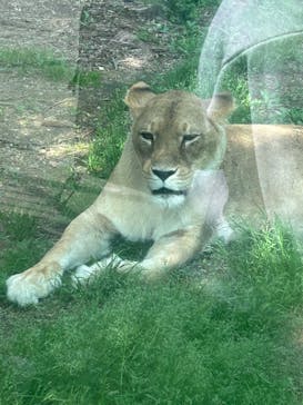 名古屋市東山動植物園に投稿された画像（2025/4/19）