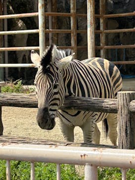 名古屋市東山動植物園に投稿された画像（2025/4/19）