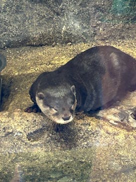 名古屋市東山動植物園に投稿された画像（2025/4/19）