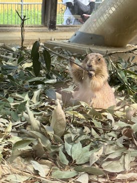 名古屋市東山動植物園に投稿された画像（2025/4/19）