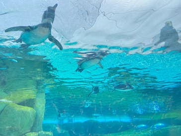 天王寺動物園に投稿された画像（2025/4/19）