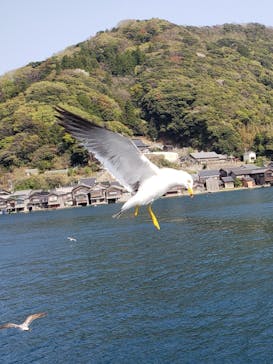 伊根湾めぐり遊覧船に投稿された画像（2025/4/19）