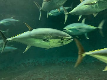 葛西臨海水族園に投稿された画像（2025/4/19）