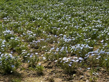 こうべアグリパークネモフィラの丘2025に投稿された画像（2025/4/19）