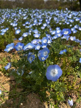 こうべアグリパークネモフィラの丘2025に投稿された画像（2025/4/19）