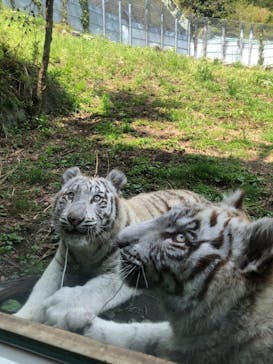 伊豆アニマルキングダムに投稿された画像（2025/4/19）