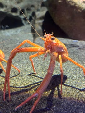 アクアワールド茨城県大洗水族館に投稿された画像（2025/4/19）