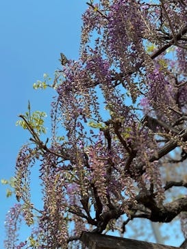 安城産業文化公園デンパークに投稿された画像（2025/4/19）