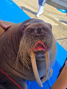 大分マリーンパレス水族館 「うみたまご」に投稿された画像（2025/4/19）