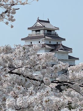 鶴ヶ城に投稿された画像（2025/4/19）