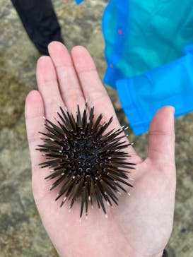 ゆしゆしに投稿された画像（2025/4/19）