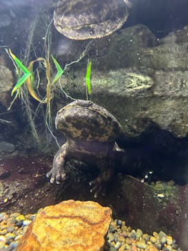 世界淡水魚園水族館　アクア・トトぎふに投稿された画像（2025/4/19）