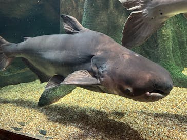 世界淡水魚園水族館　アクア・トトぎふに投稿された画像（2025/4/19）