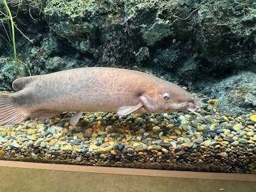 世界淡水魚園水族館　アクア・トトぎふに投稿された画像（2025/4/19）