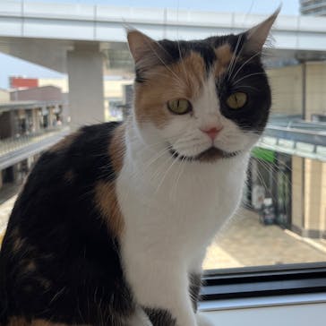 Cat Café MOFF グランベリーパーク店に投稿された画像（2025/4/19）