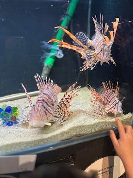 下田海中水族館に投稿された画像（2025/4/19）