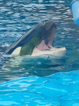 名古屋港水族館に投稿された画像（2025/4/19）