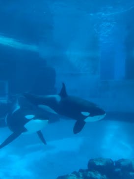 名古屋港水族館に投稿された画像（2025/4/19）