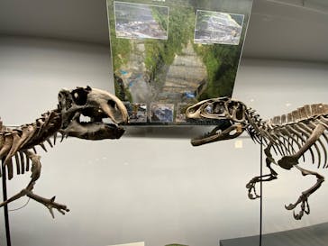 福井県立恐竜博物館に投稿された画像（2025/4/19）