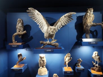 特別展「鳥～ゲノム解析が解き明かす新しい鳥類の系統～」に投稿された画像（2025/4/19）