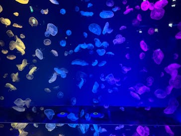 名古屋港水族館に投稿された画像（2025/4/19）