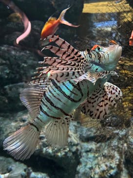 名古屋港水族館に投稿された画像（2025/4/19）