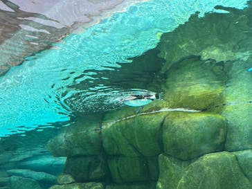 天王寺動物園に投稿された画像（2025/4/19）