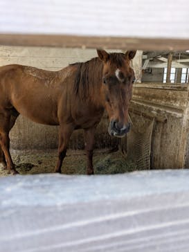 神戸市立六甲山牧場に投稿された画像（2025/4/19）