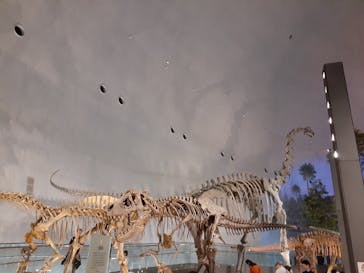 福井県立恐竜博物館に投稿された画像（2025/4/19）