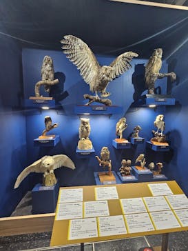 特別展「鳥～ゲノム解析が解き明かす新しい鳥類の系統～」に投稿された画像（2025/4/19）