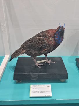 特別展「鳥～ゲノム解析が解き明かす新しい鳥類の系統～」に投稿された画像（2025/4/19）