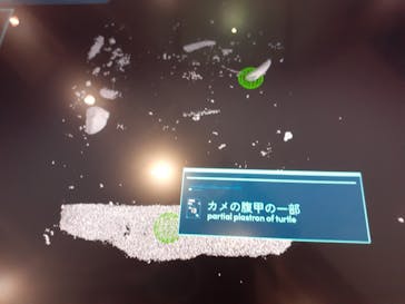 福井県立恐竜博物館に投稿された画像（2025/4/19）