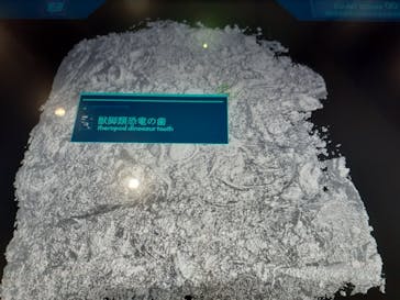 福井県立恐竜博物館に投稿された画像（2025/4/19）