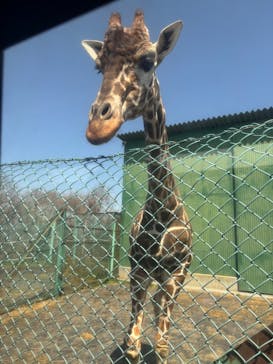 岩手サファリパークに投稿された画像（2025/4/19）