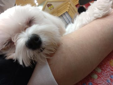 いぬカフェRio イオンモール福岡店に投稿された画像（2025/4/19）