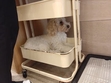 いぬカフェRio イオンモール福岡店に投稿された画像（2025/4/19）