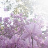 箱根強羅公園に投稿された画像（2025/4/19）