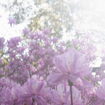 箱根強羅公園に投稿された画像（2025/4/19）