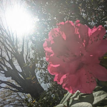 箱根強羅公園に投稿された画像（2025/4/19）