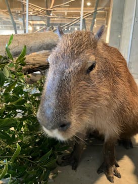 霞ケ浦 どうぶつとみんなのいえに投稿された画像（2025/4/19）