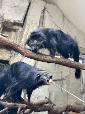 那須どうぶつ王国に投稿された画像（2025/4/19）